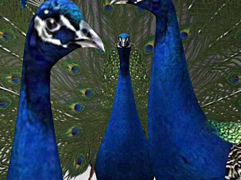 Peacock Modello 3D