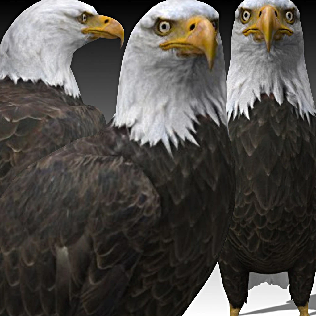 Bald Eagle 3D Model .c4d .max .obj .3ds .fbx .stl .blend