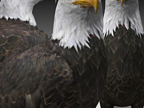 Bald Eagle 3D Model