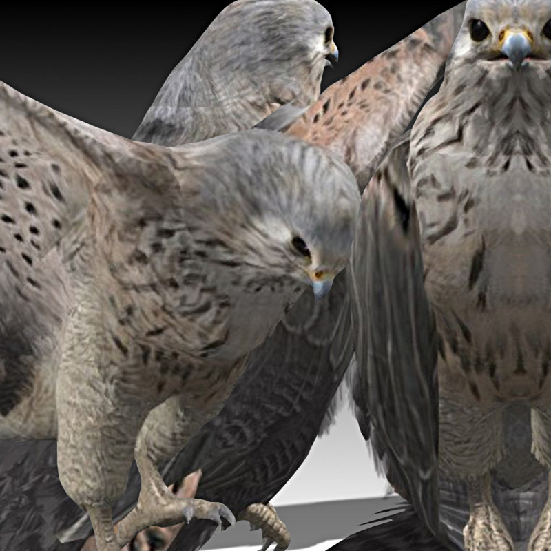 Kestrel 3D मॉडल .c4d .max .obj .3ds .fbx .stl .blend