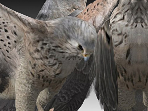 Kestrel Modèle 3D