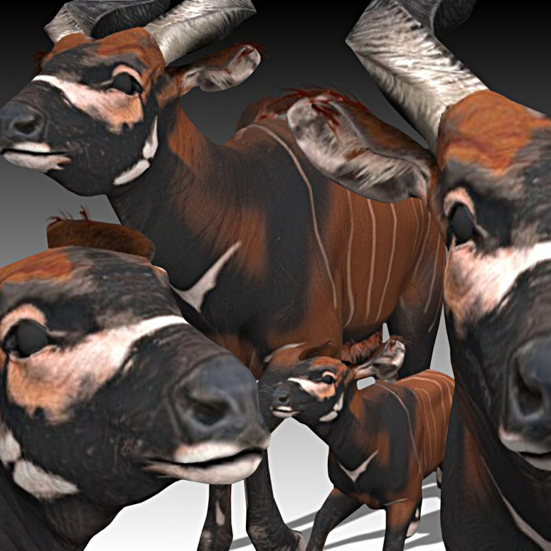 Bongo Antelope 3D 模型 .c4d .max .obj .3ds .fbx .stl .blend