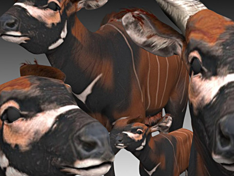 Bongo Antelope Model 3D