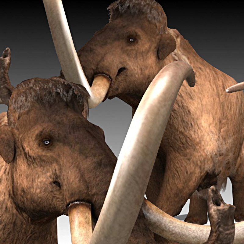 Mammoth 3D Model .c4d .max .obj .3ds .fbx .stl .blend 