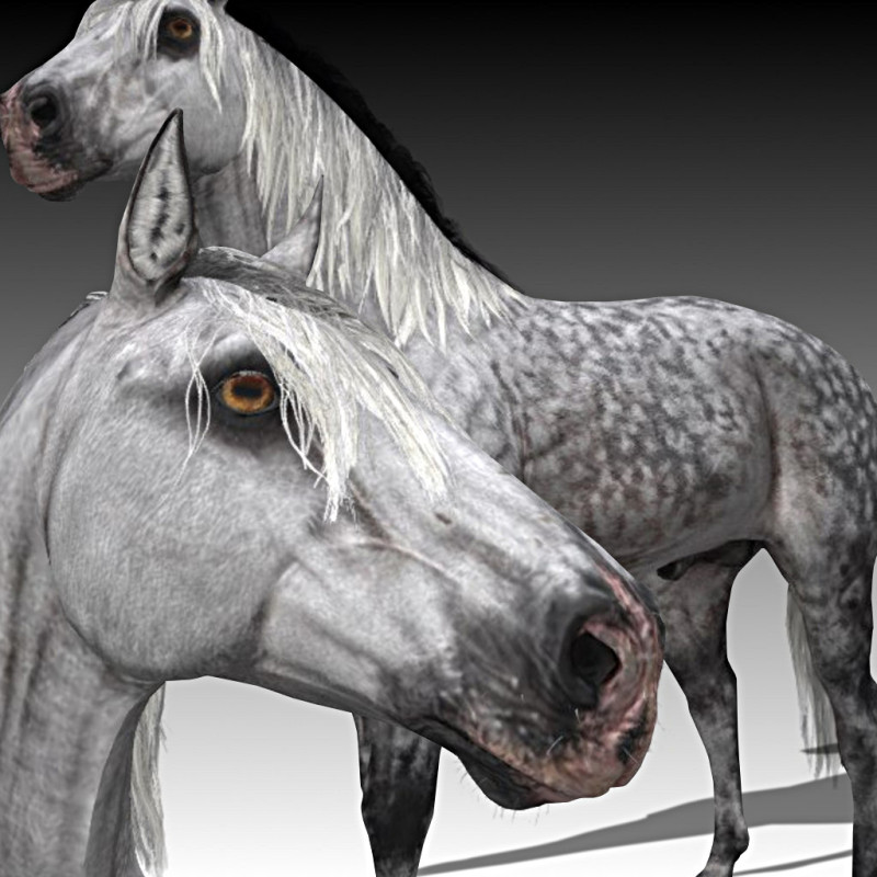 Stallion Andalusian Horse 3D 모델 .c4d .max .obj .3ds .fbx .stl .blend 