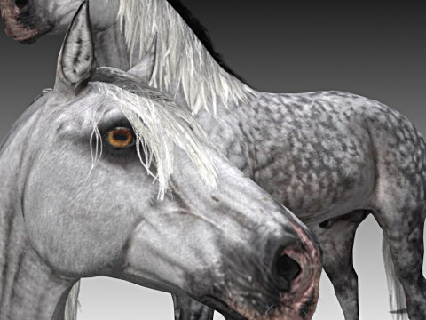 Stallion Andalusian Horse 3D Модель