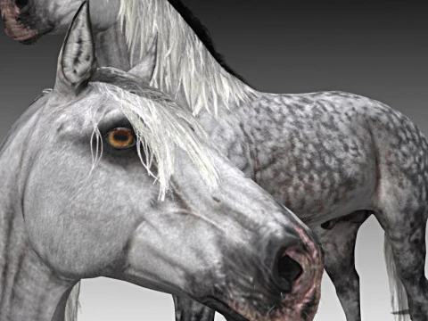 Cavalo Andaluz Garanh&atilde;o Modelo 3D