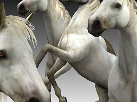Lipizzan Horse Set 3D Model