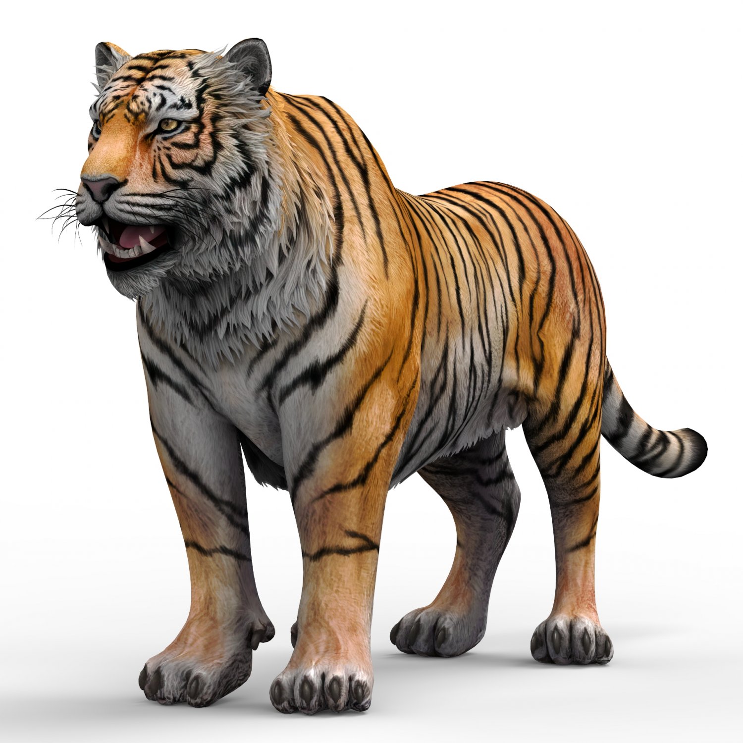 Animated Bengal tiger 3D model