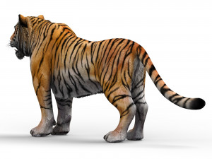 Tiger 3D Animal 3D 模型