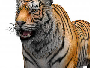 Tiger 3D Animal 3D 模型