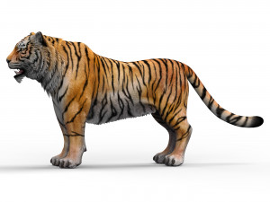 Tiger 3D Animal 3D 模型