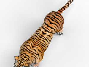Tiger 3D Animal 3D 模型