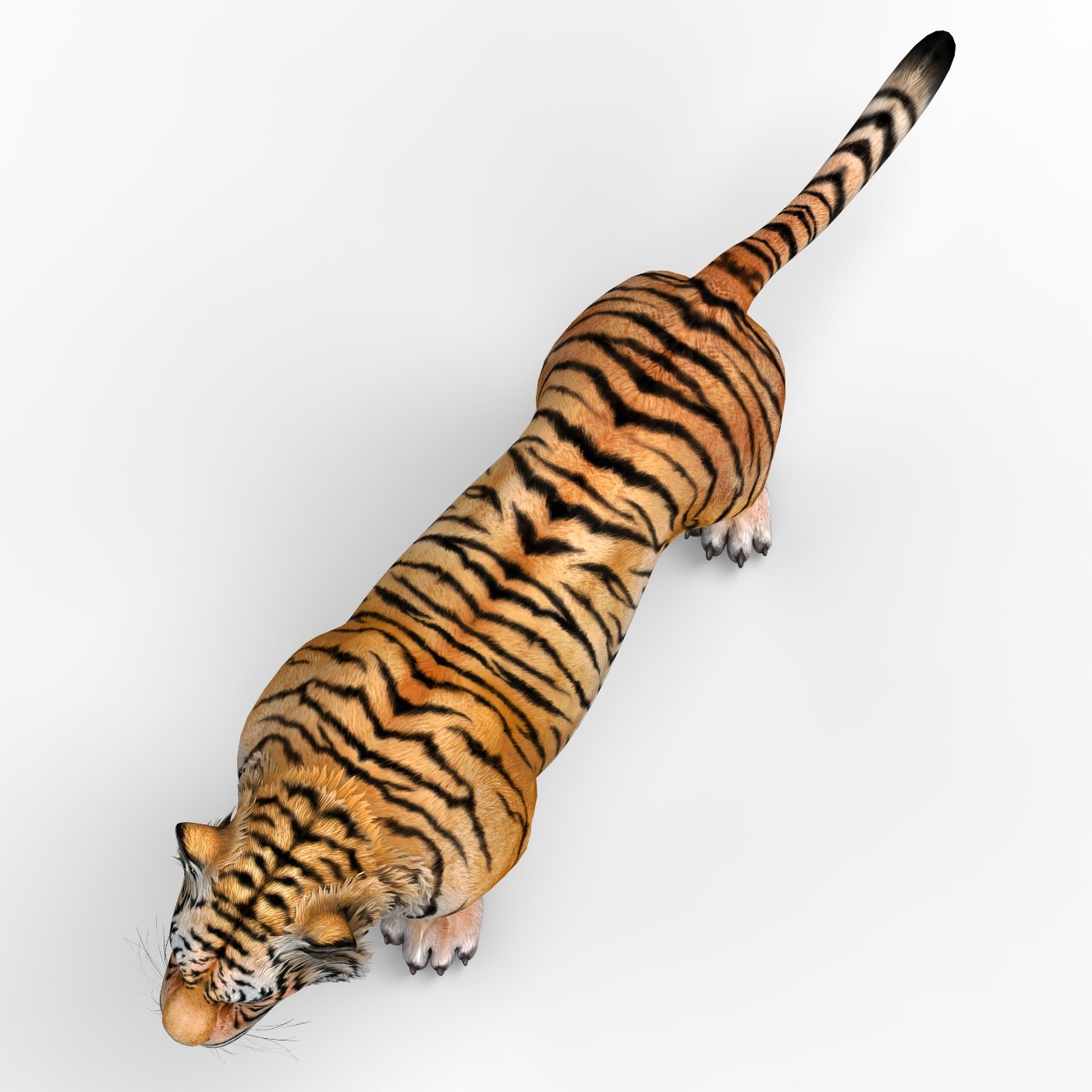 Cartoon Tiger White and Natural 3D Model $39 - .max .fbx .obj .3ds - Free3D