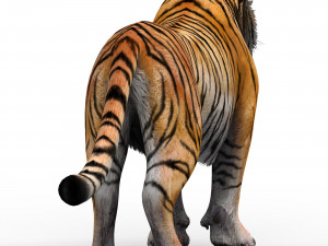Tiger 3D Animal 3D 模型