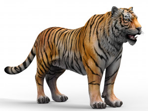 Tiger 3D Animal 3D 模型