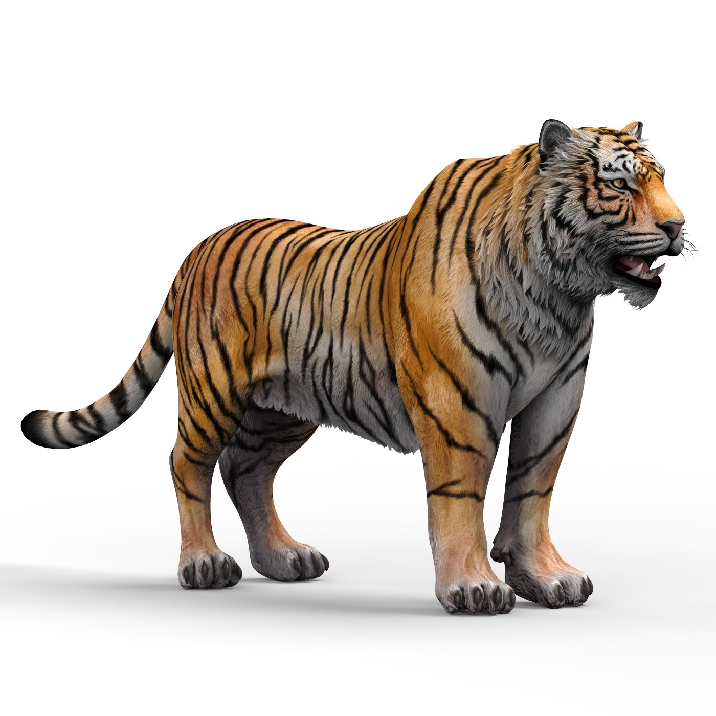 tiger 3D Model in Wildlife 3DExport