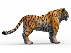 Tiger 3D Animal 3D 模型