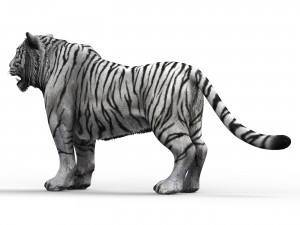 WhiteTiger 3D Model
