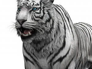WhiteTiger 3D Model