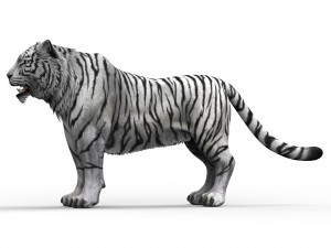 WhiteTiger 3D Model