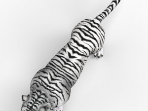 WhiteTiger 3D Model