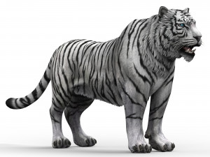 WhiteTiger 3D Model