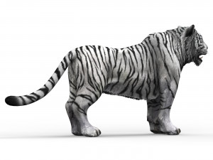 WhiteTiger 3D Model