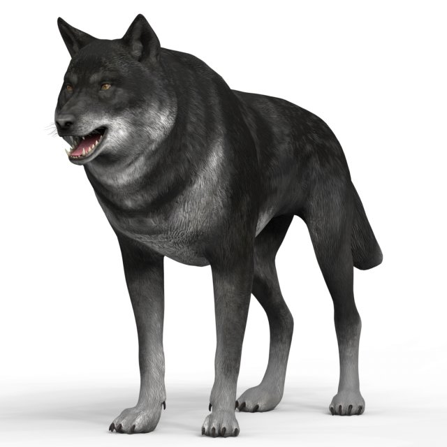 black wolf 3D Model .c4d .max .obj .3ds .fbx .stl .blend 