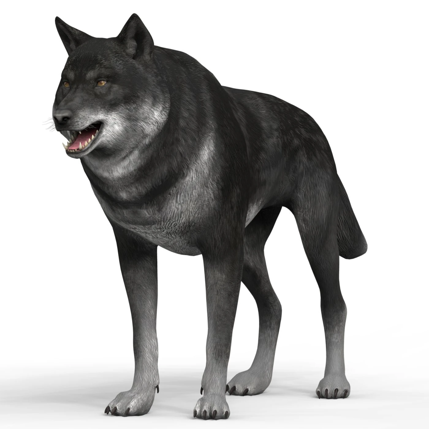 lobo negro Modelo 3D .c4d .max .obj .3ds .fbx .stl .blend 