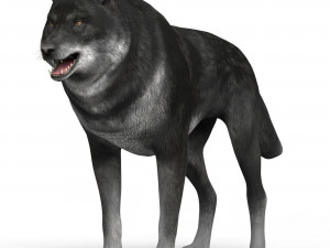 black wolf Modelo 3D