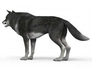 black wolf 3D Model