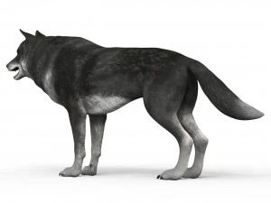 lobo negro Modelo 3D