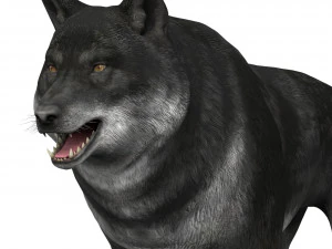 lobo negro Modelo 3D