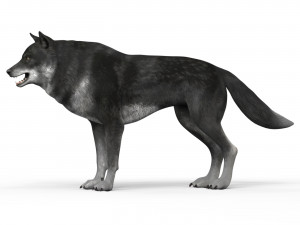 black wolf 3D Model
