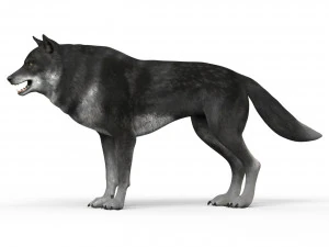 lobo negro Modelo 3D