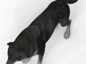 lobo negro Modelo 3D