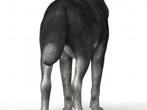 black wolf 3D Model