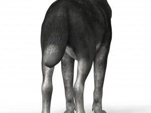 lobo negro Modelo 3D