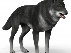 black wolf 3D Model