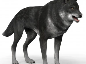 lobo negro Modelo 3D