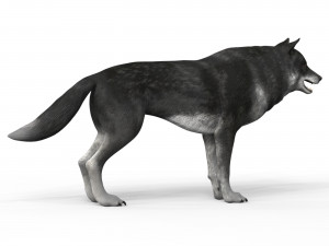 black wolf 3D Model
