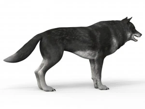 lobo negro Modelo 3D