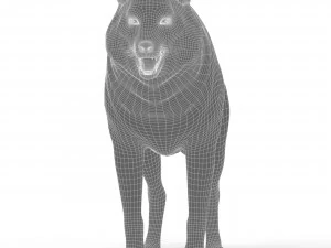 lobo negro Modelo 3D