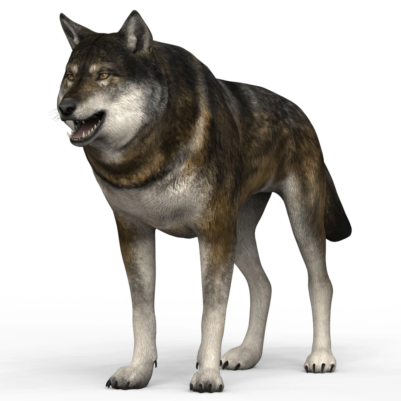 brown wolf 3D Model .c4d .max .obj .3ds .fbx .stl .blend 