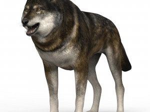brown wolf 3D Model