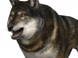 brown wolf Model 3D