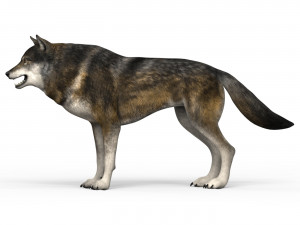 brown wolf Model 3D