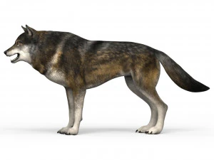 brown wolf 3D Model