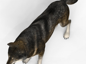 brown wolf Model 3D